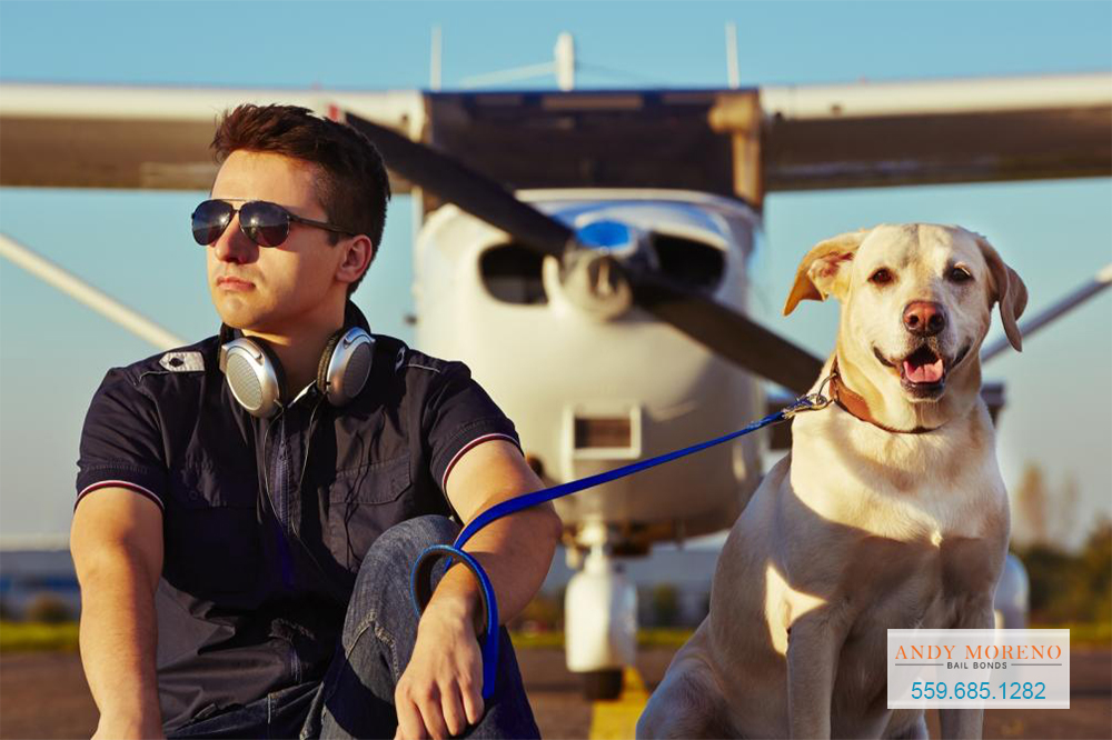 Flying with Your Pet Visalia Bail Bond Store