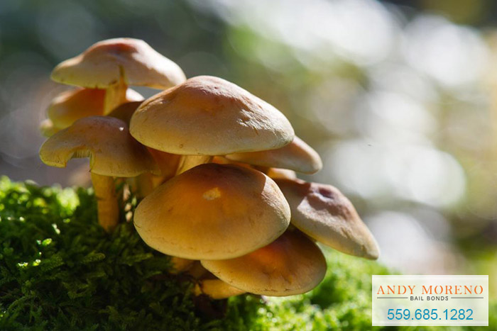 Legalizing Psychedelic Mushrooms in California